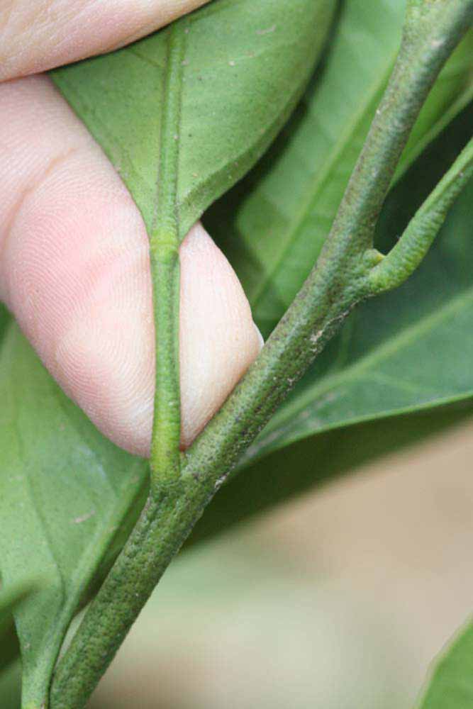              Petiole (Riverside, CA)       